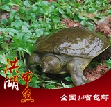 洪湖生態(tài)野生甲魚